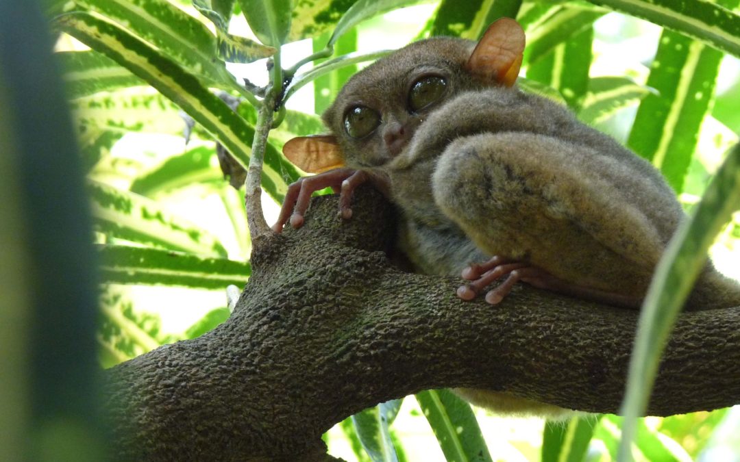 Tarsiers of Bohol in South Kensington